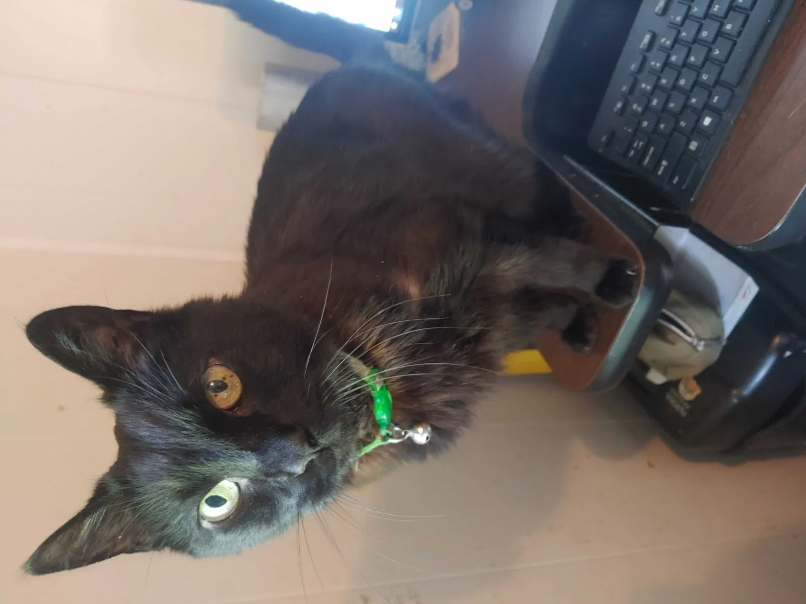 Lost cat in Kansas City, KS, 66106