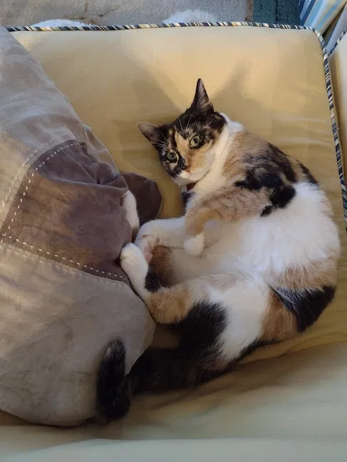 Lost cat in Sanford, NC, 27332