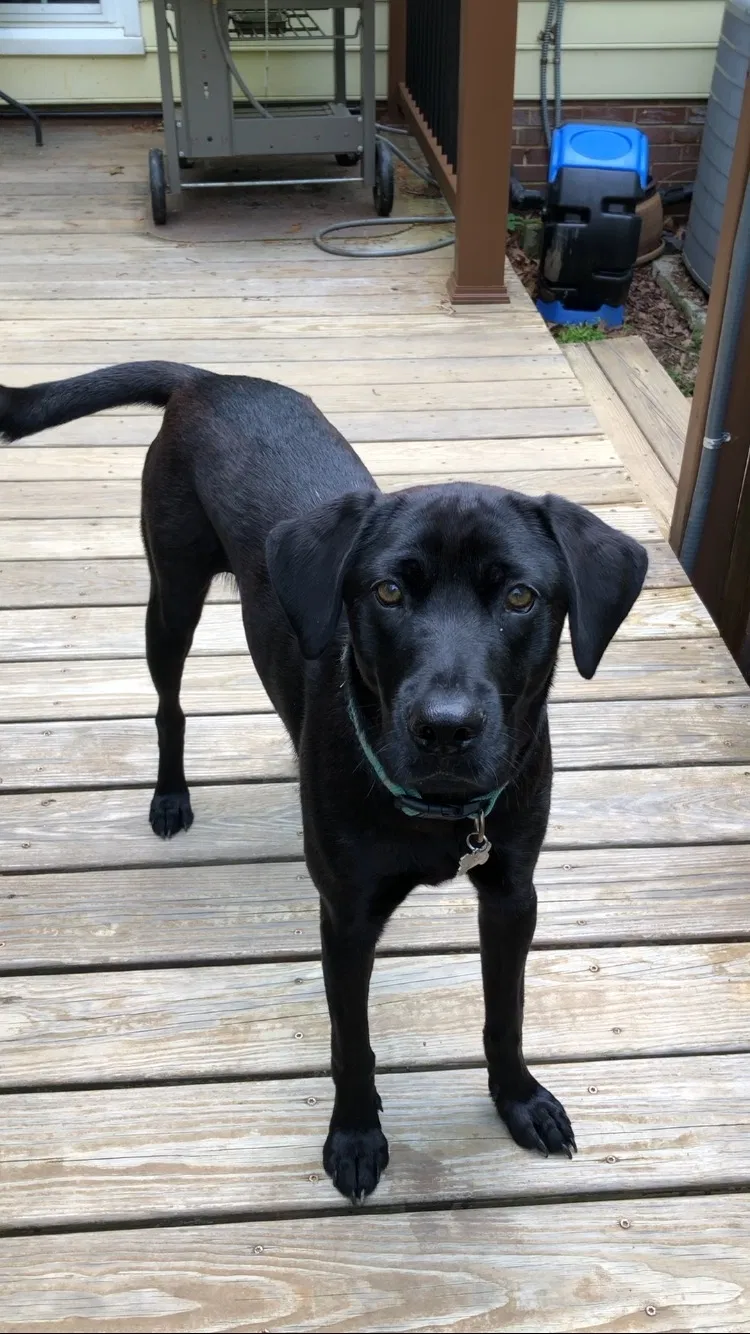 Lost dog in Charlotte, NC, 28226