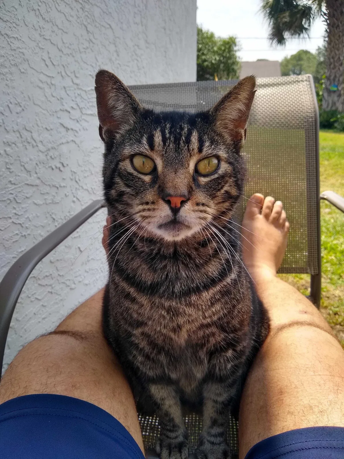 Lost cat in Palm Bay, FL, 32907