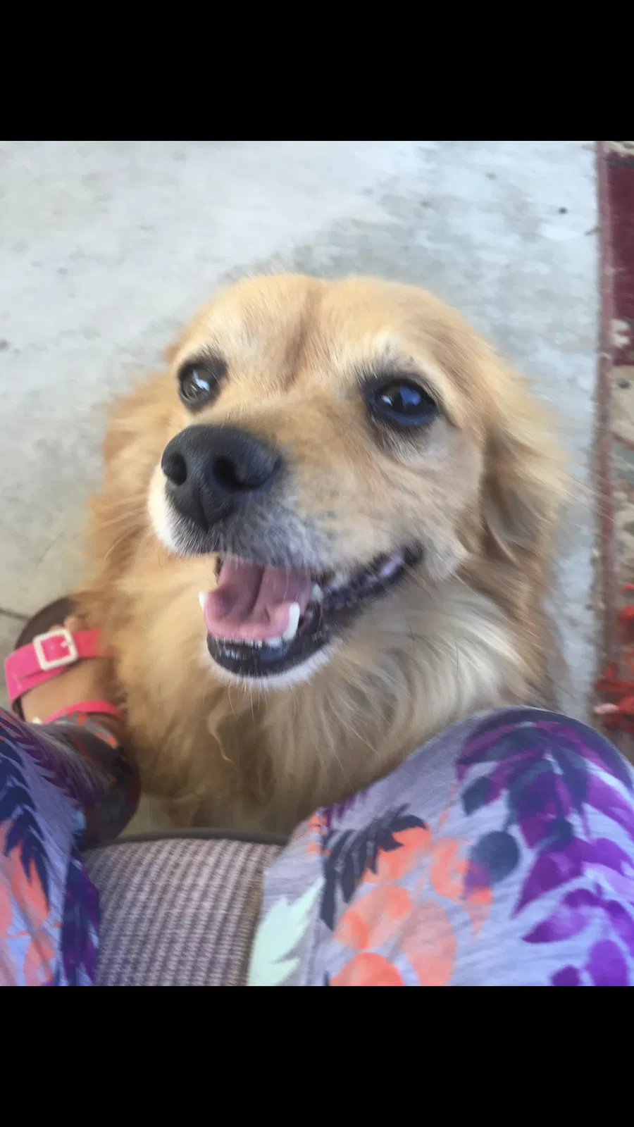 Lost dog in Oxnard, CA, 93036