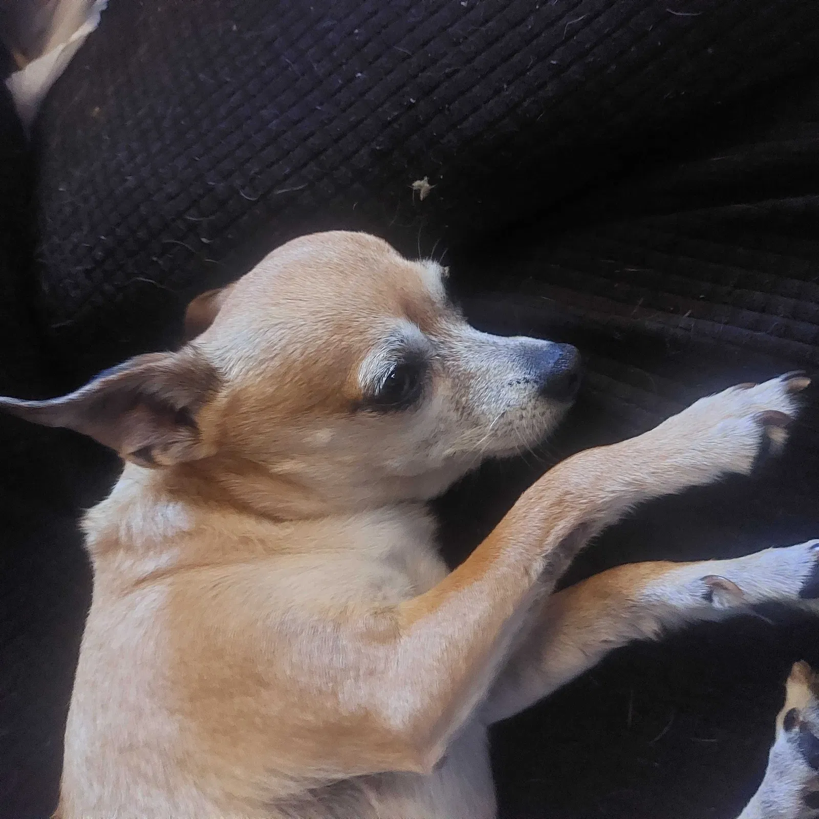 Found dog in San Leandro, CA, 94577