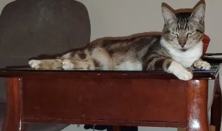 Lost cat in Tuscaloosa, AL, 35401