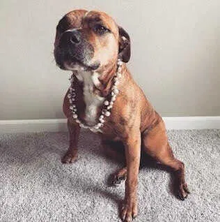 Lost dog in Gig Harbor, WA, 98335