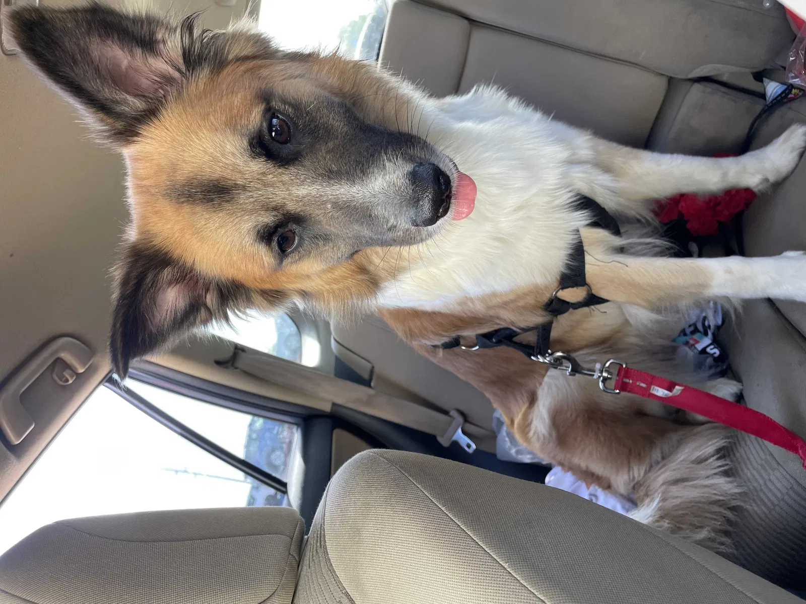 Lost dog in Columbus, OH, 43229