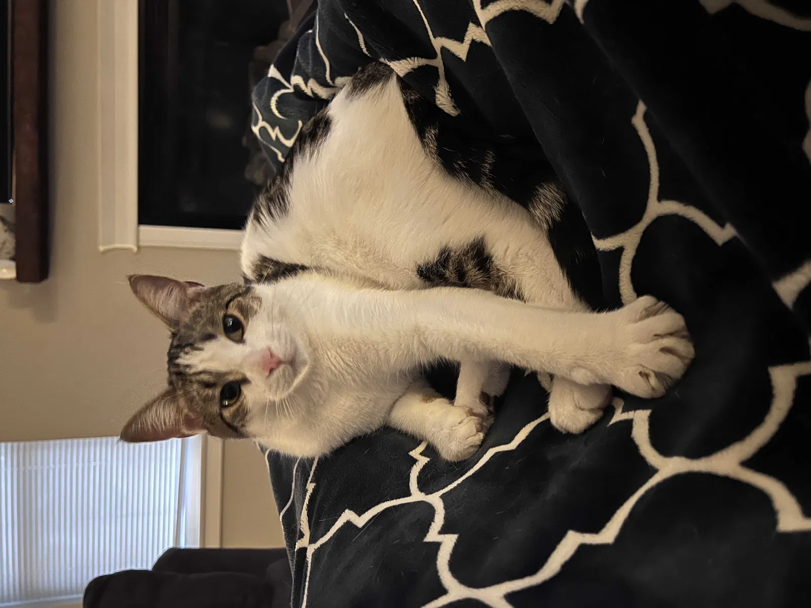 Lost cat in Clinton Township, MI, 48035