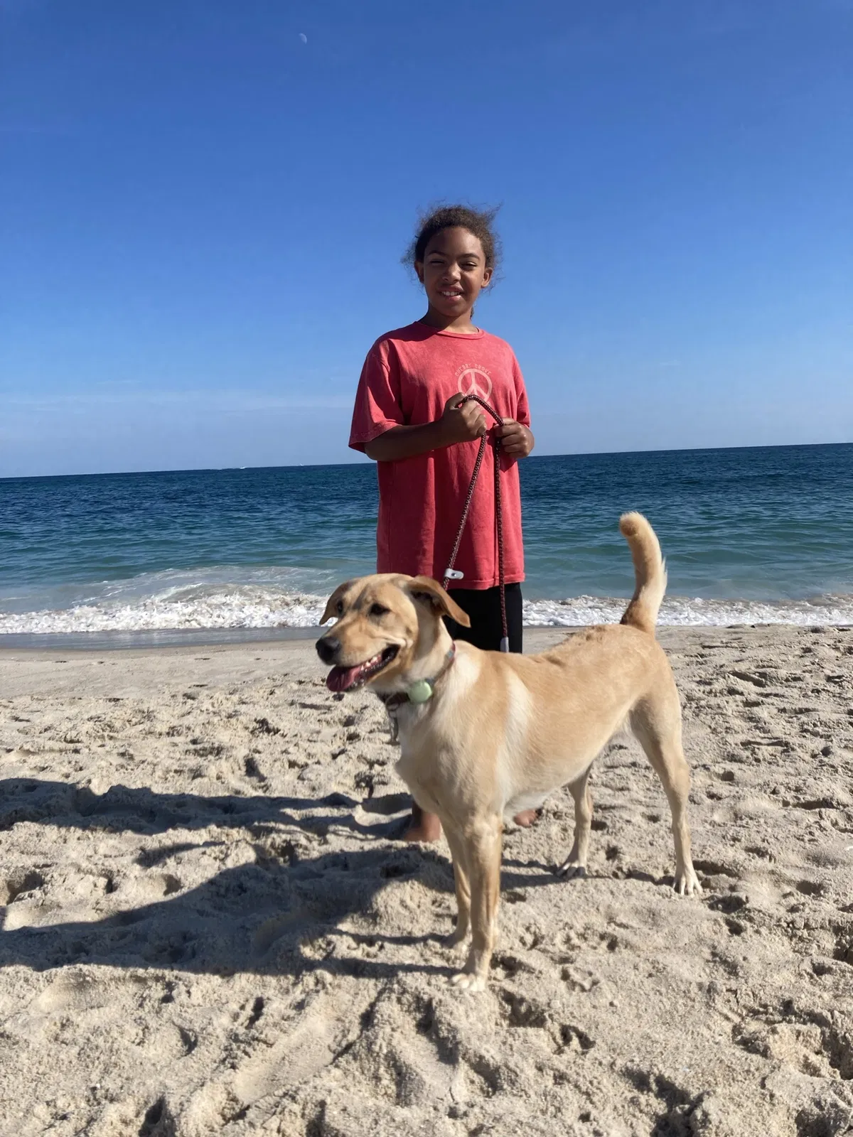 Lost dog in Yorktown Heights, NY, 10598