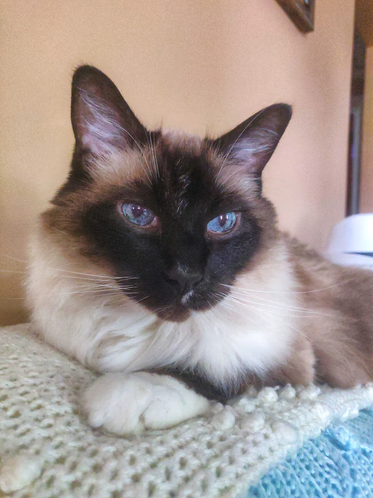 Lost cat in Buffalo, NY, 14217
