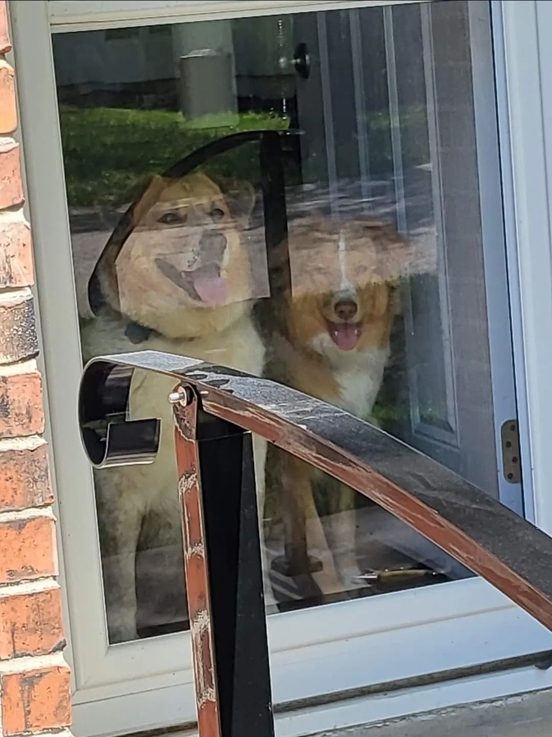 Lost dog in Olathe, KS, 66062