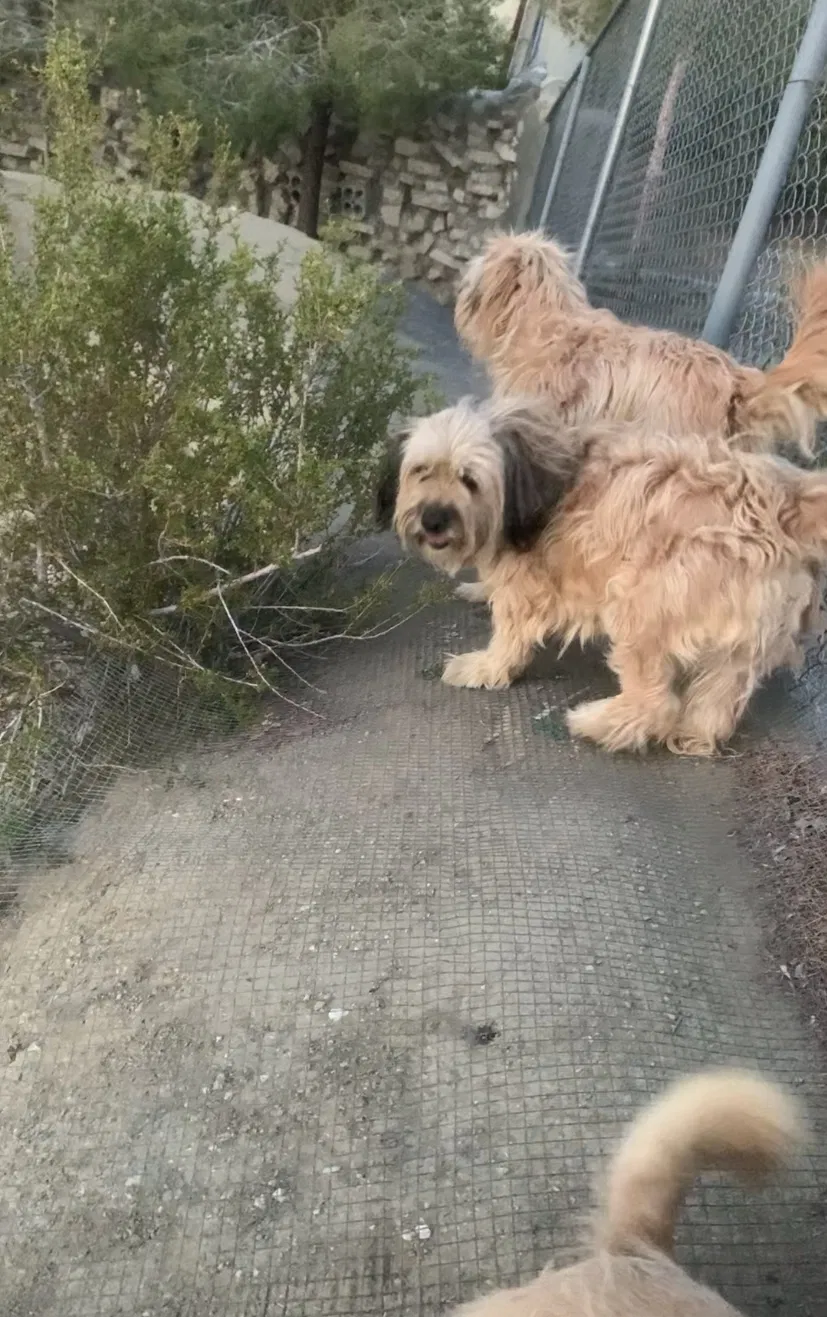 Lost dog in Littlerock, CA, 93543
