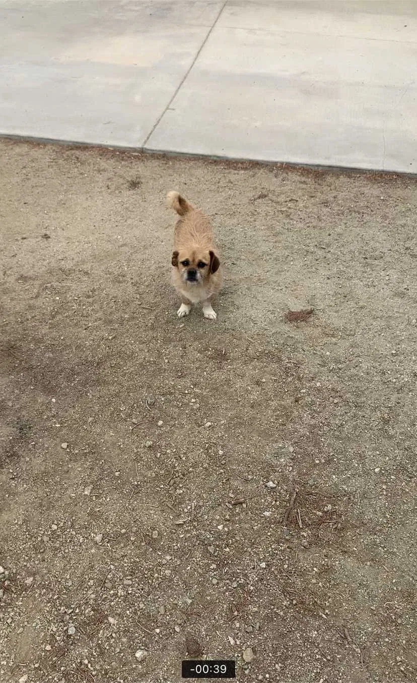 Lost dog in Littlerock, CA, 93543
