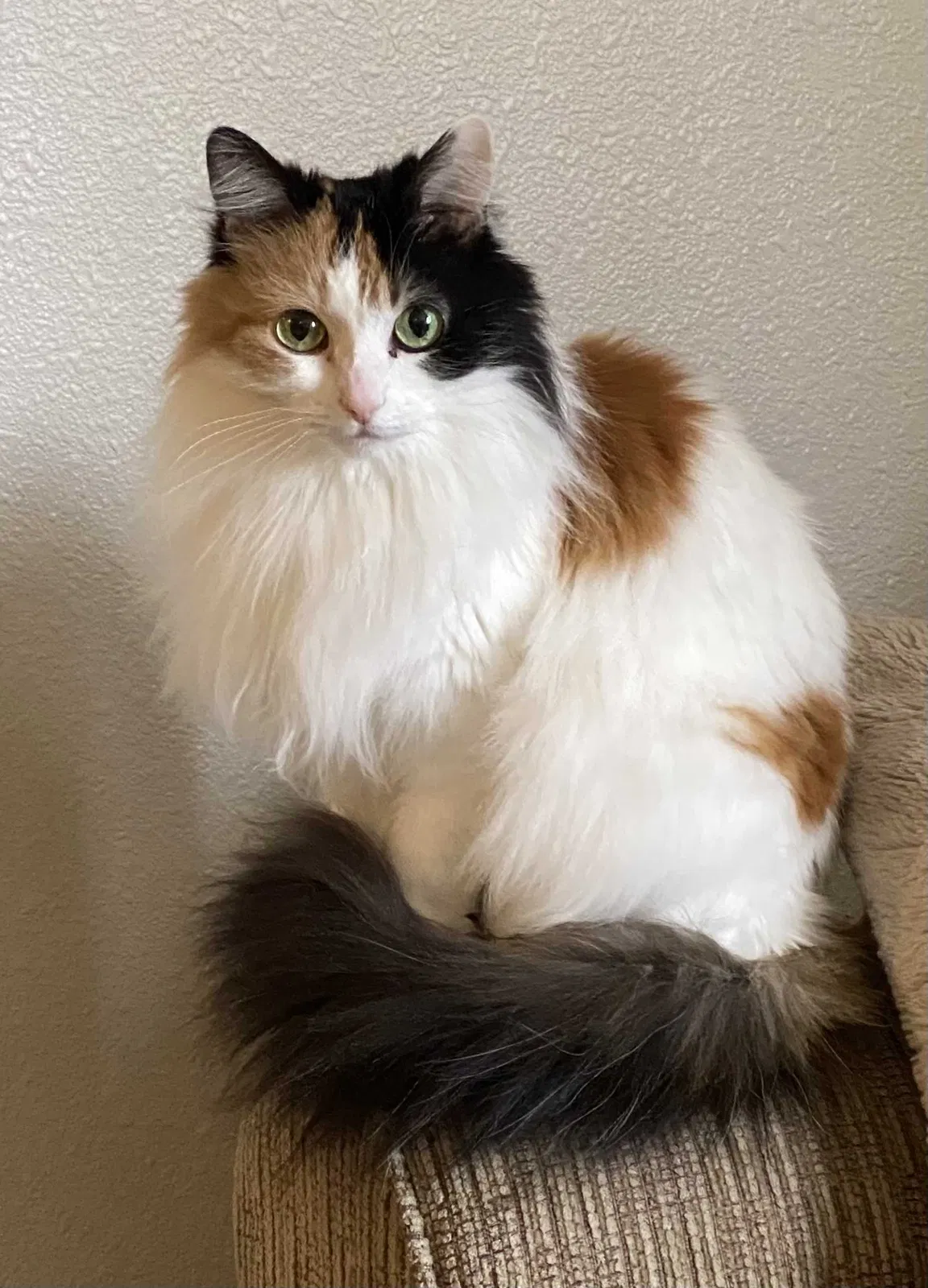 Lost cat in Coeur D Alene, ID, 83814
