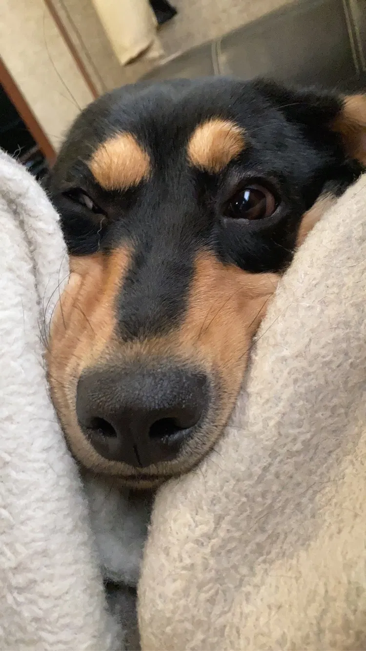 Lost dog in Saint Joseph, MO, 64505