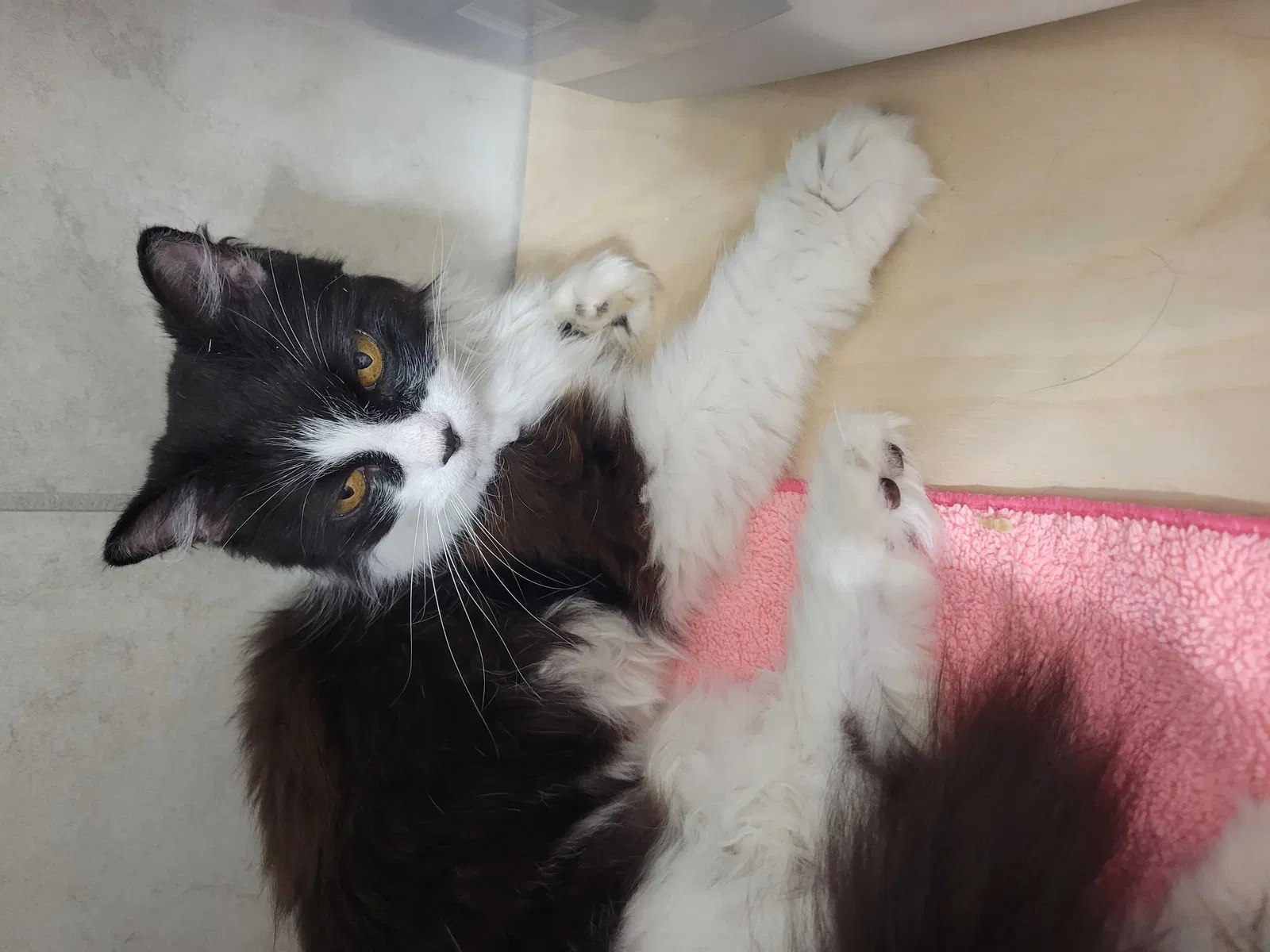 Found cat in Little Elm, TX, 75068