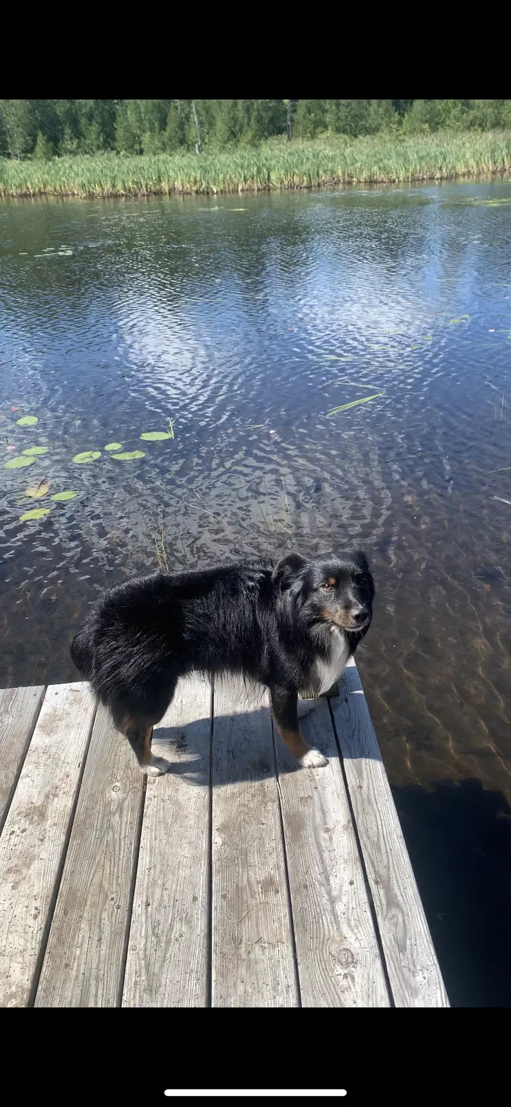 Lost dog in Manchester, NH, 3103