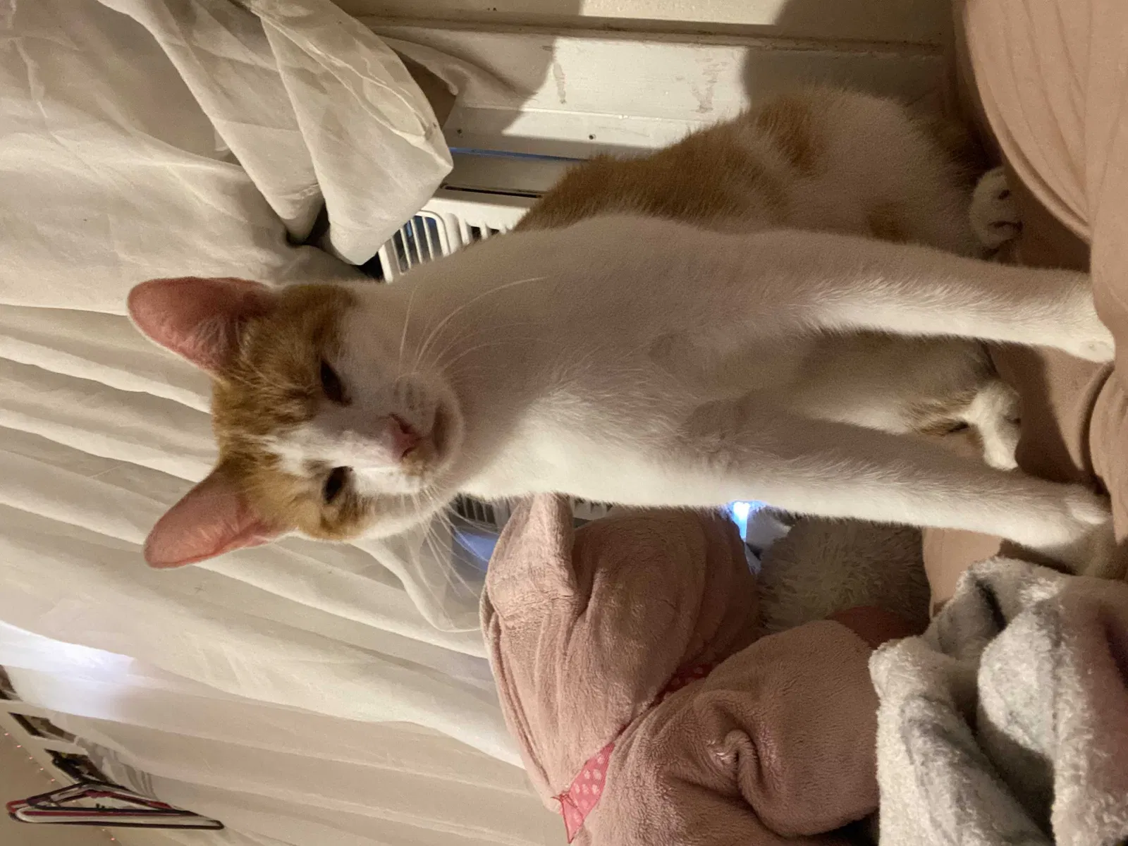 Lost cat in Haverstraw, NY, 10927
