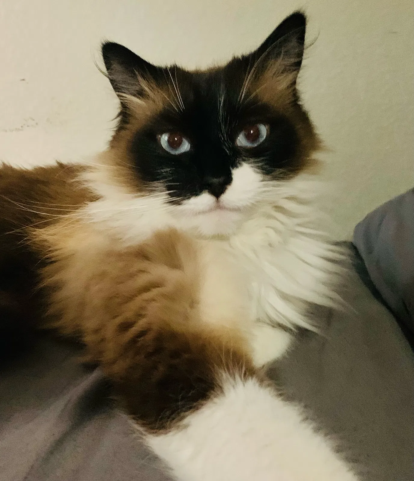 Lost cat in Redondo Beach, CA, 90277