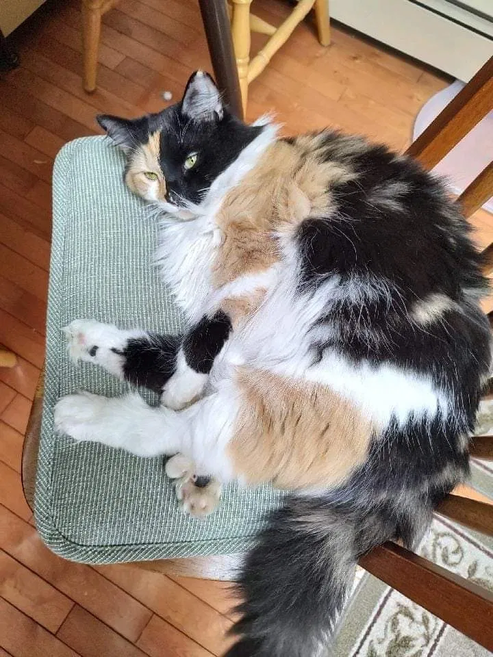 Lost cat in Shelton, CT, 6484