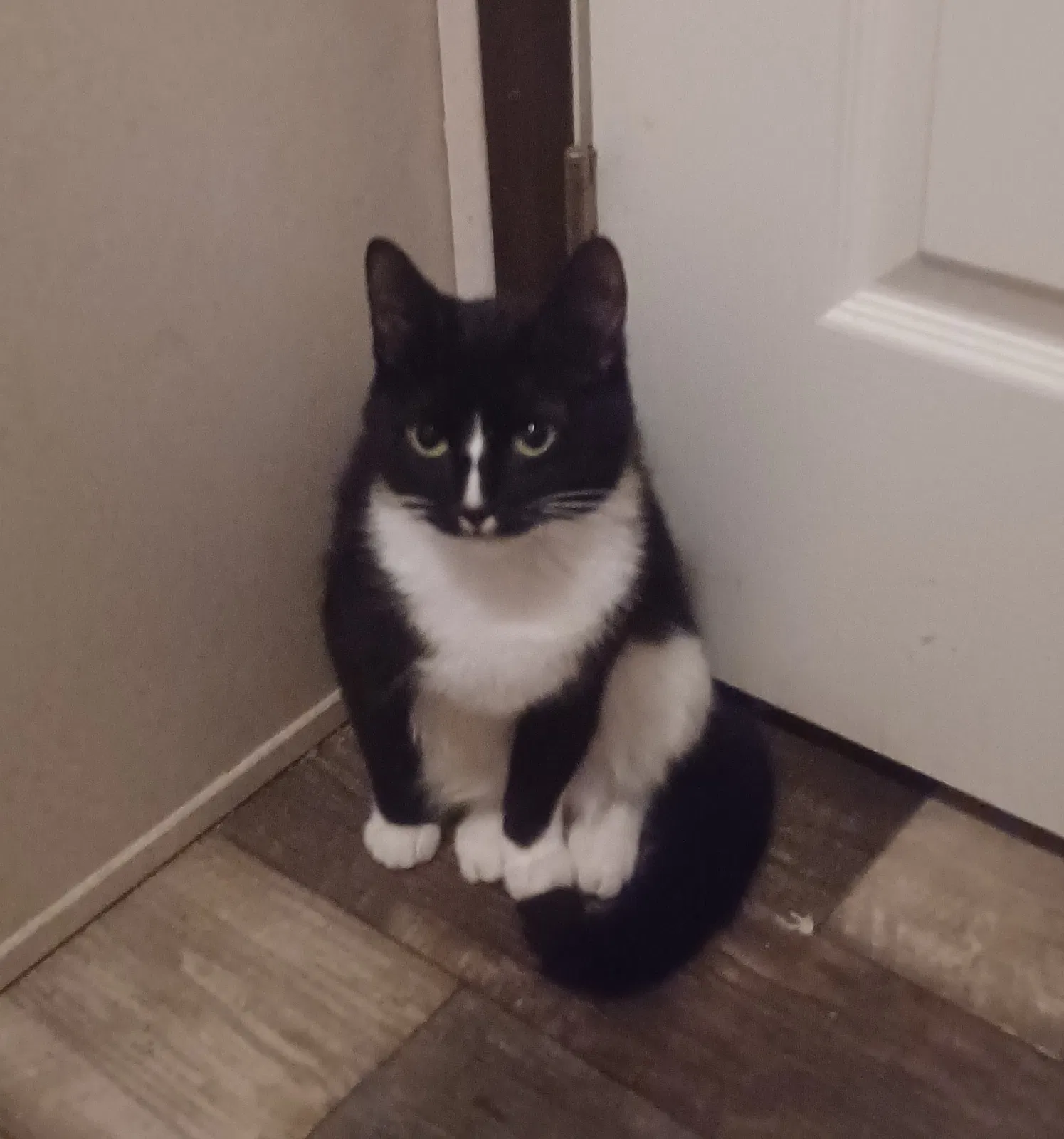 Lost cat in Valparaiso, IN, 46385