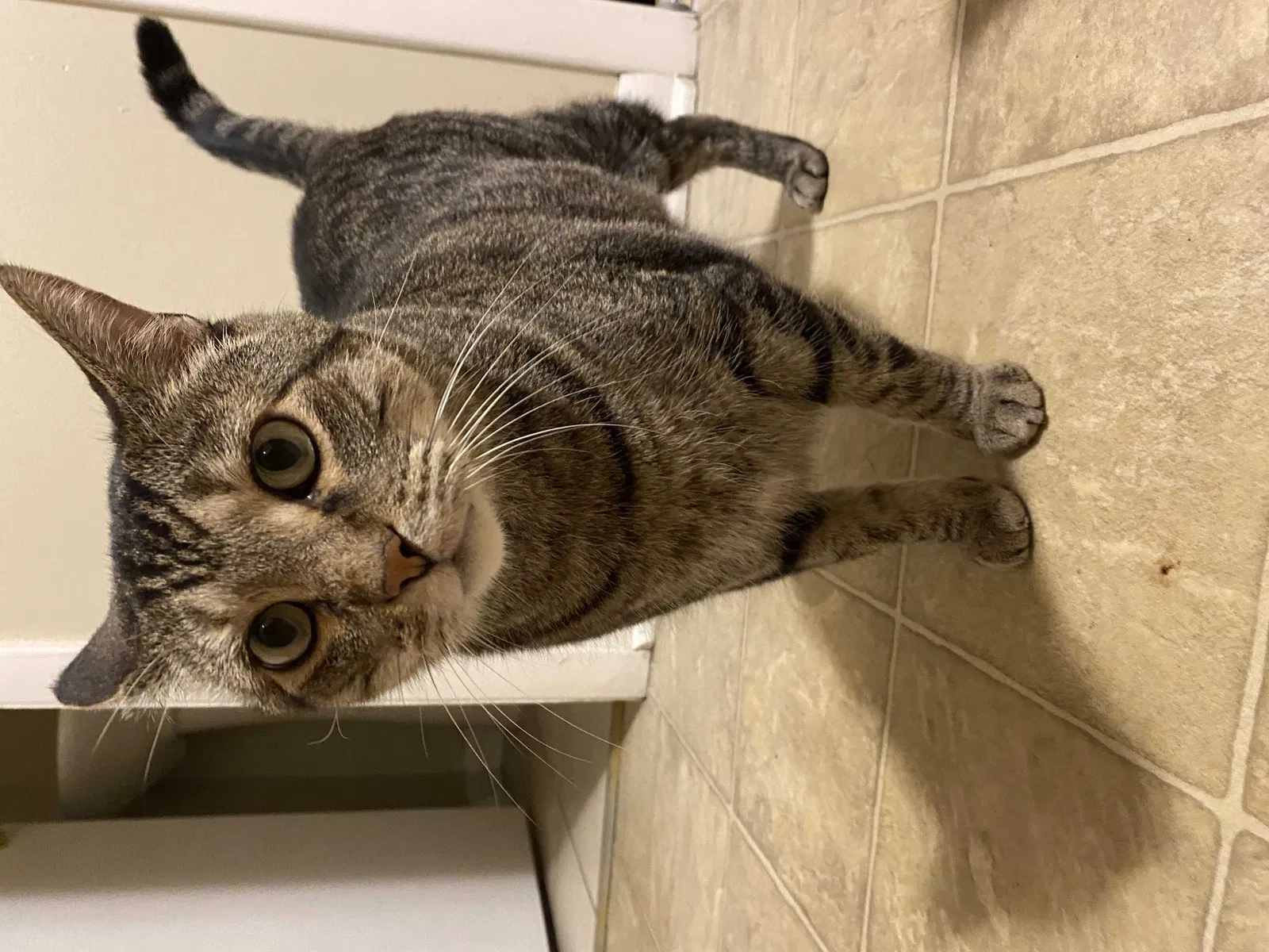 Lost cat in Berwyn, IL, 60402