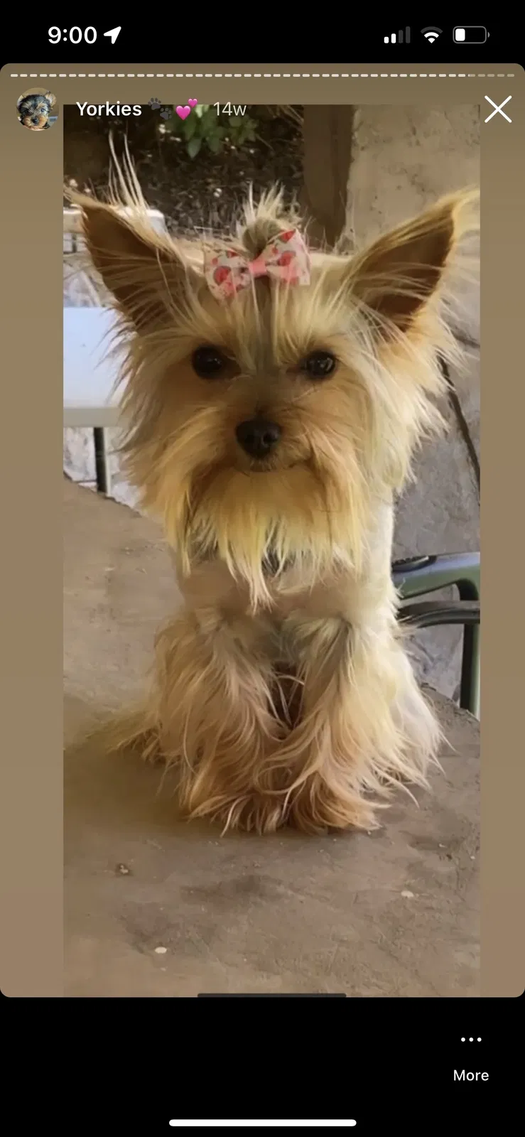 Lost dog in Riverside, CA, 92509