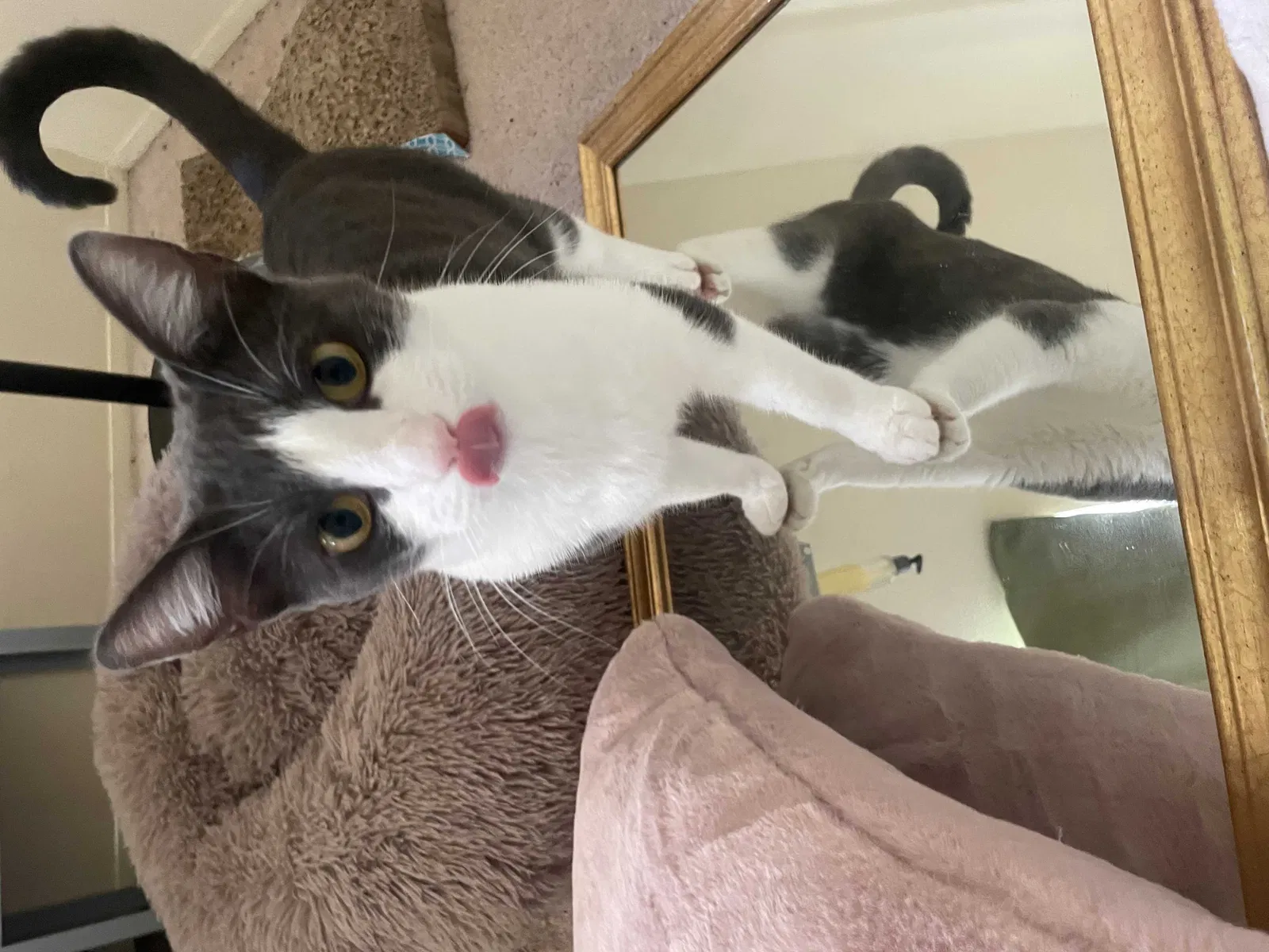 Lost cat in San Diego, CA, 92121