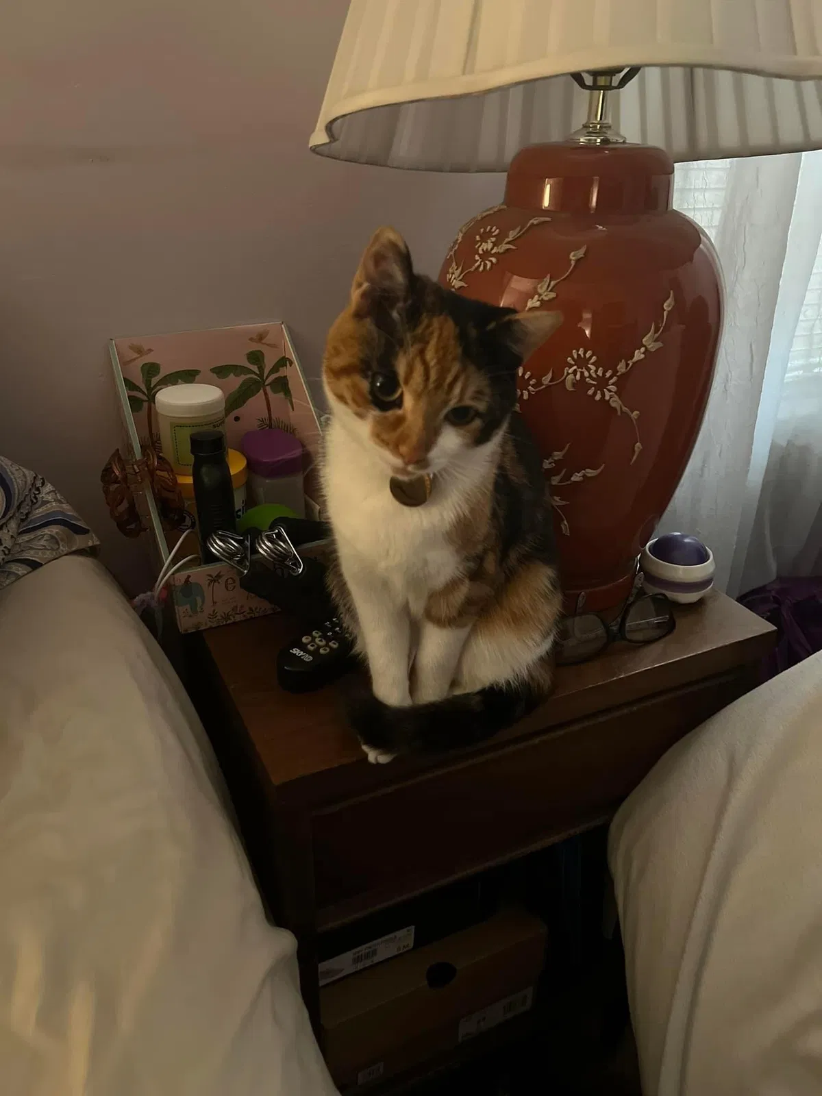 Lost cat in Los Angeles, CA, 90065