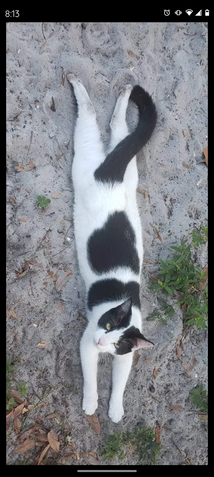 Lost cat in Clearwater, FL, 33756