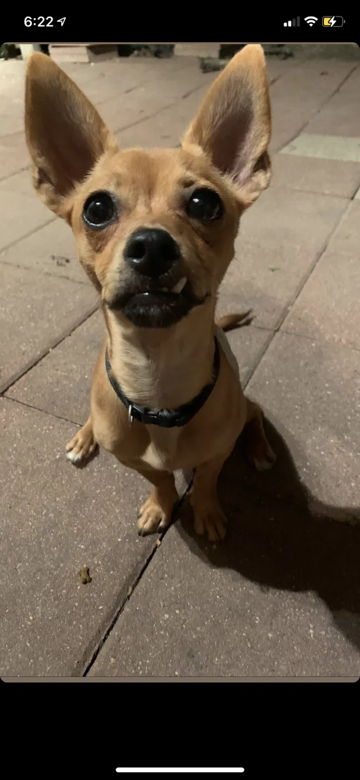 Lost dog in Baytown, TX, 77521