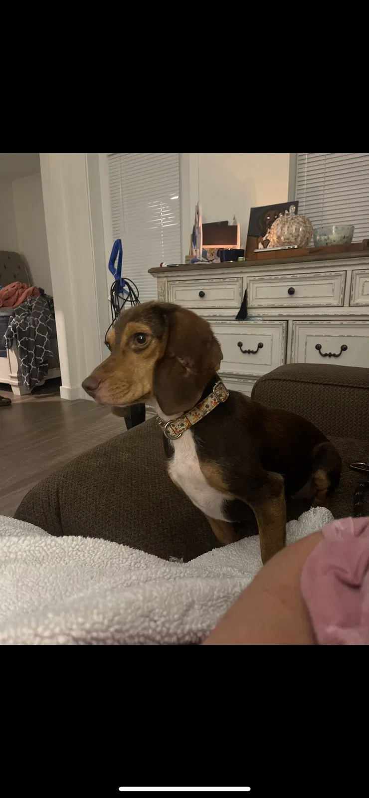 Lost dog in Richmond, VA, 23230