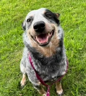 Lost dog in North Richland Hills, TX, 76180