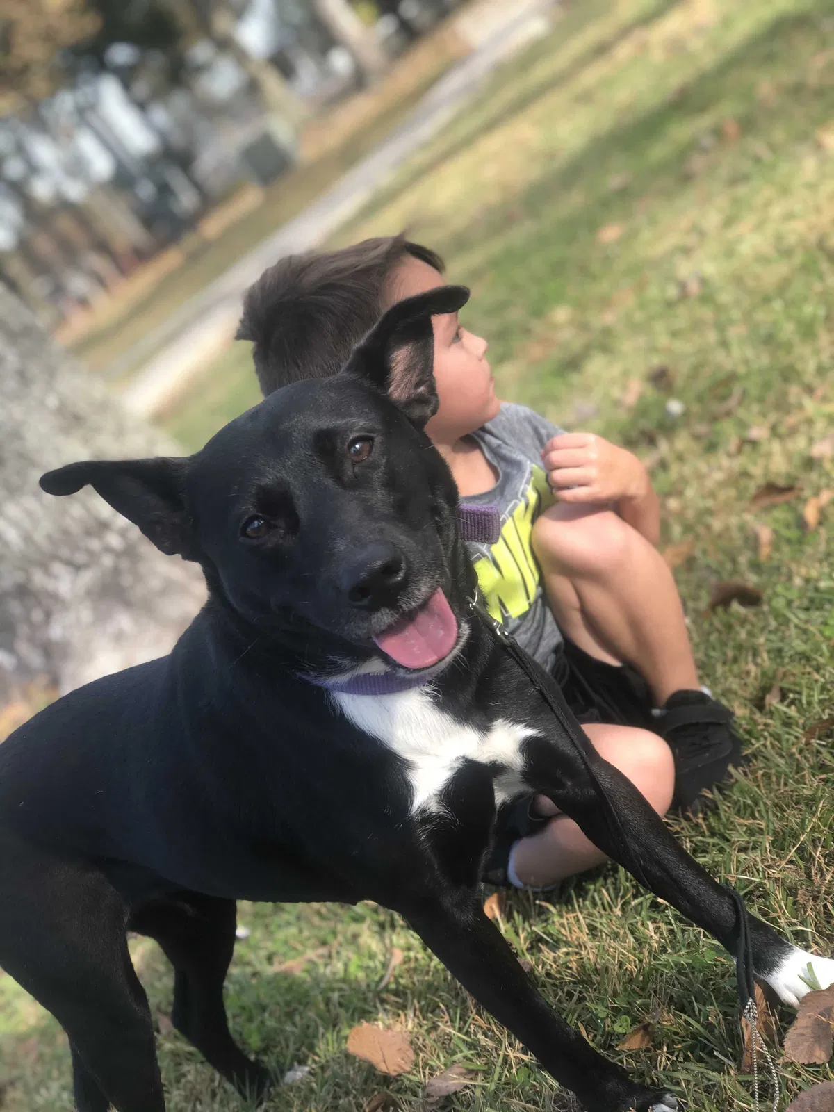 Lost dog in Batchelor, LA, 70715