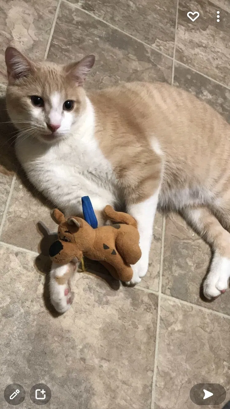 Lost cat in Palm Bay, FL, 32905
