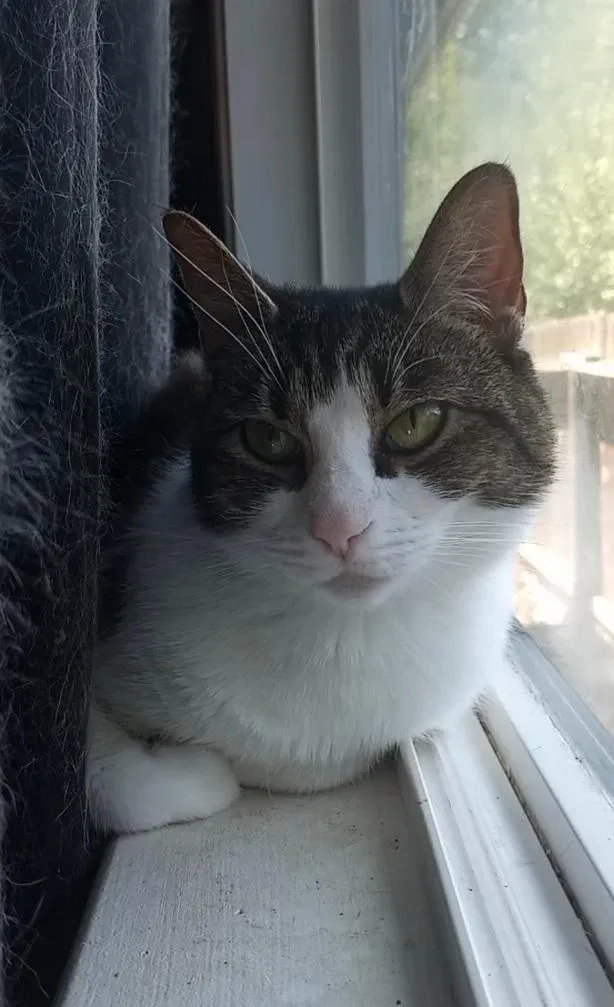 Lost cat in Carmichael, CA, 95608