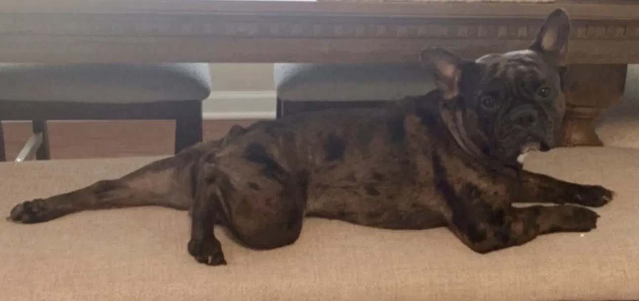 Lost dog in Cary, NC, 27513