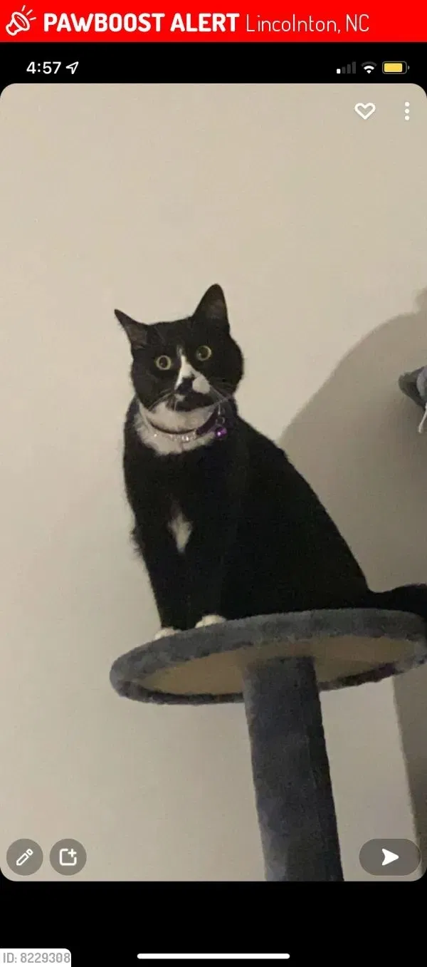 Lost cat in Lincolnton, NC, 28092