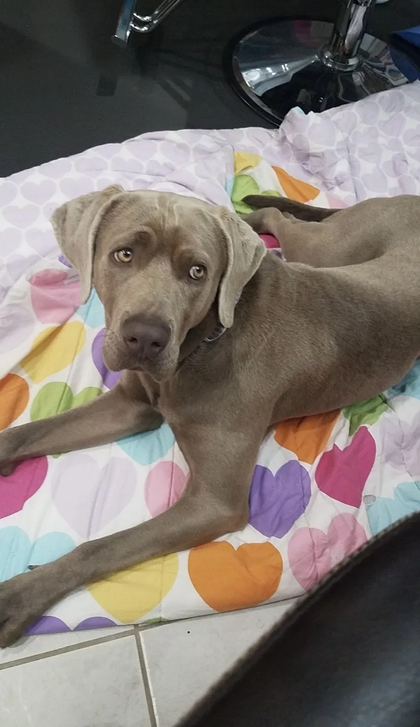 Lost dog in Atlanta, GA, 30314