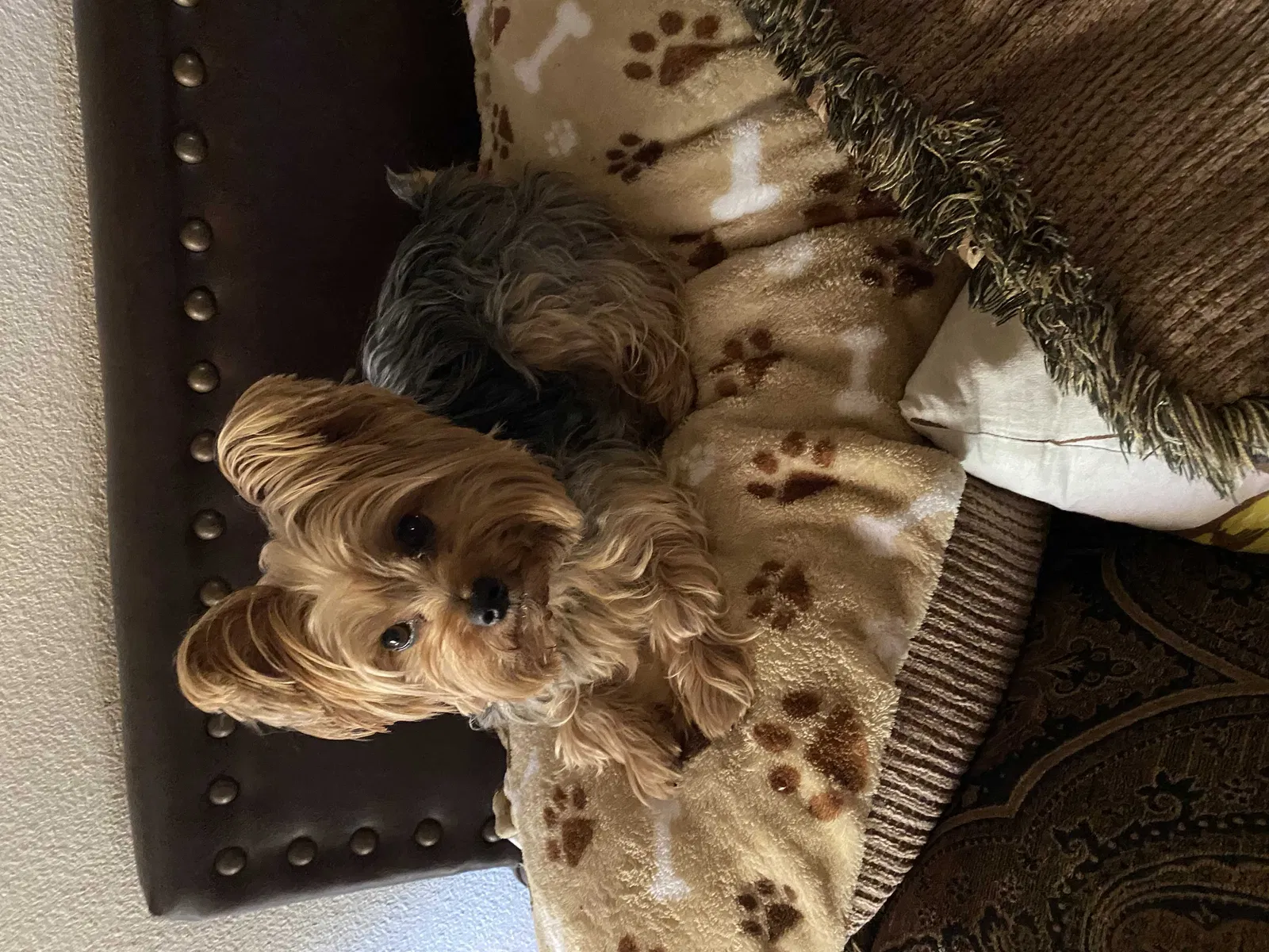 Lost dog in Converse, TX, 78109