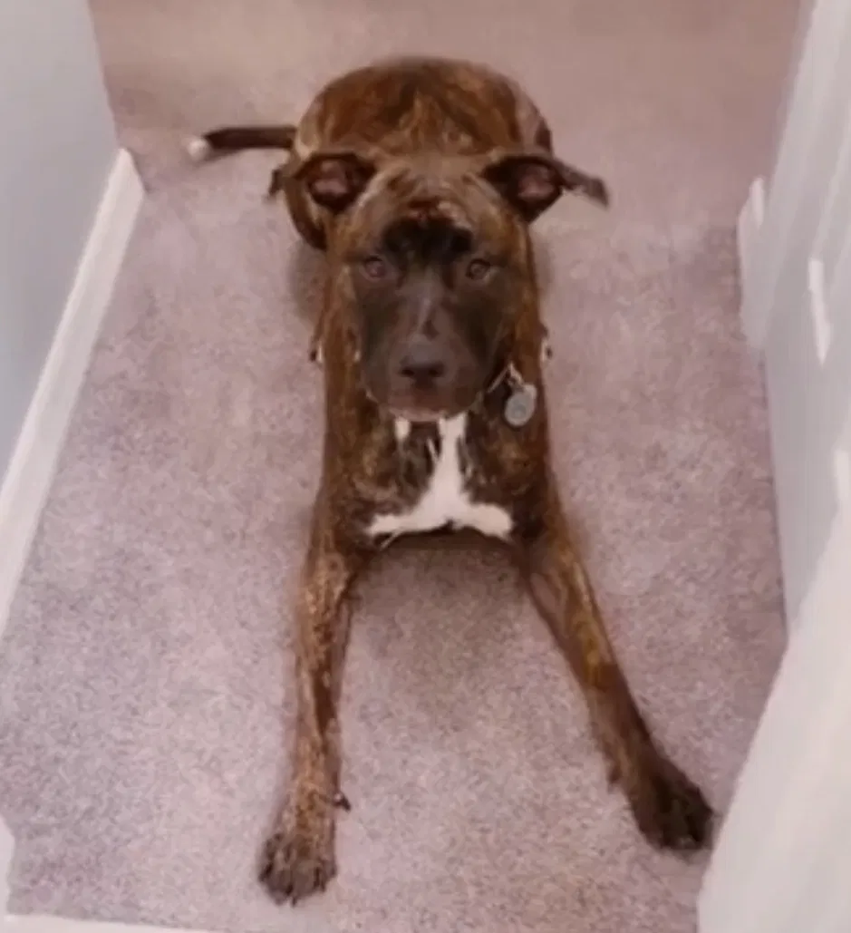 Lost dog in Clearwater, FL, 33760