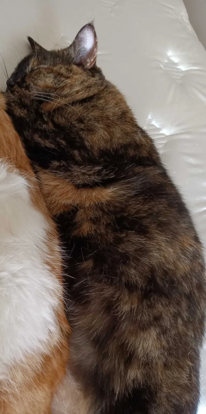 Lost cat in Grand Rapids, MI, 49503
