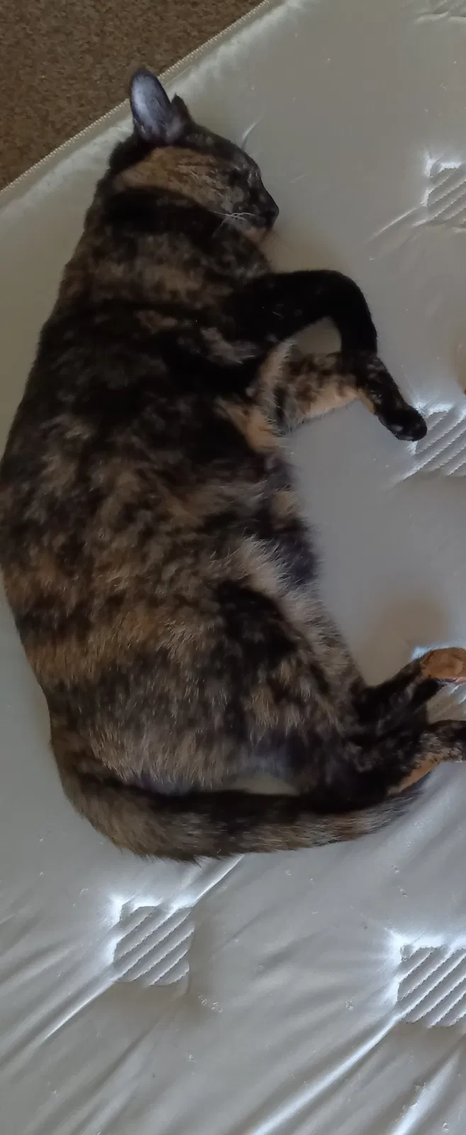Lost cat in Grand Rapids, MI, 49503