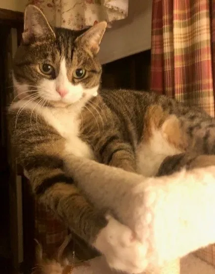 Lost cat in Brownsburg, IN, 46112