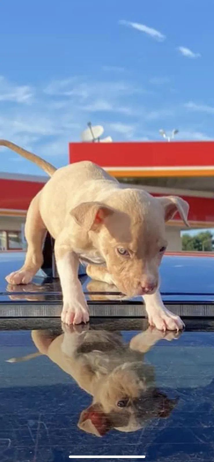 Lost dog in Burlington, NC, 27217