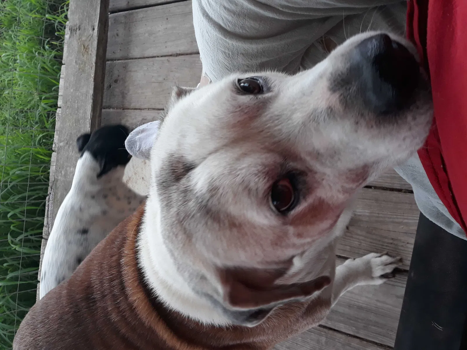 Lost dog in Rayne, LA, 70578