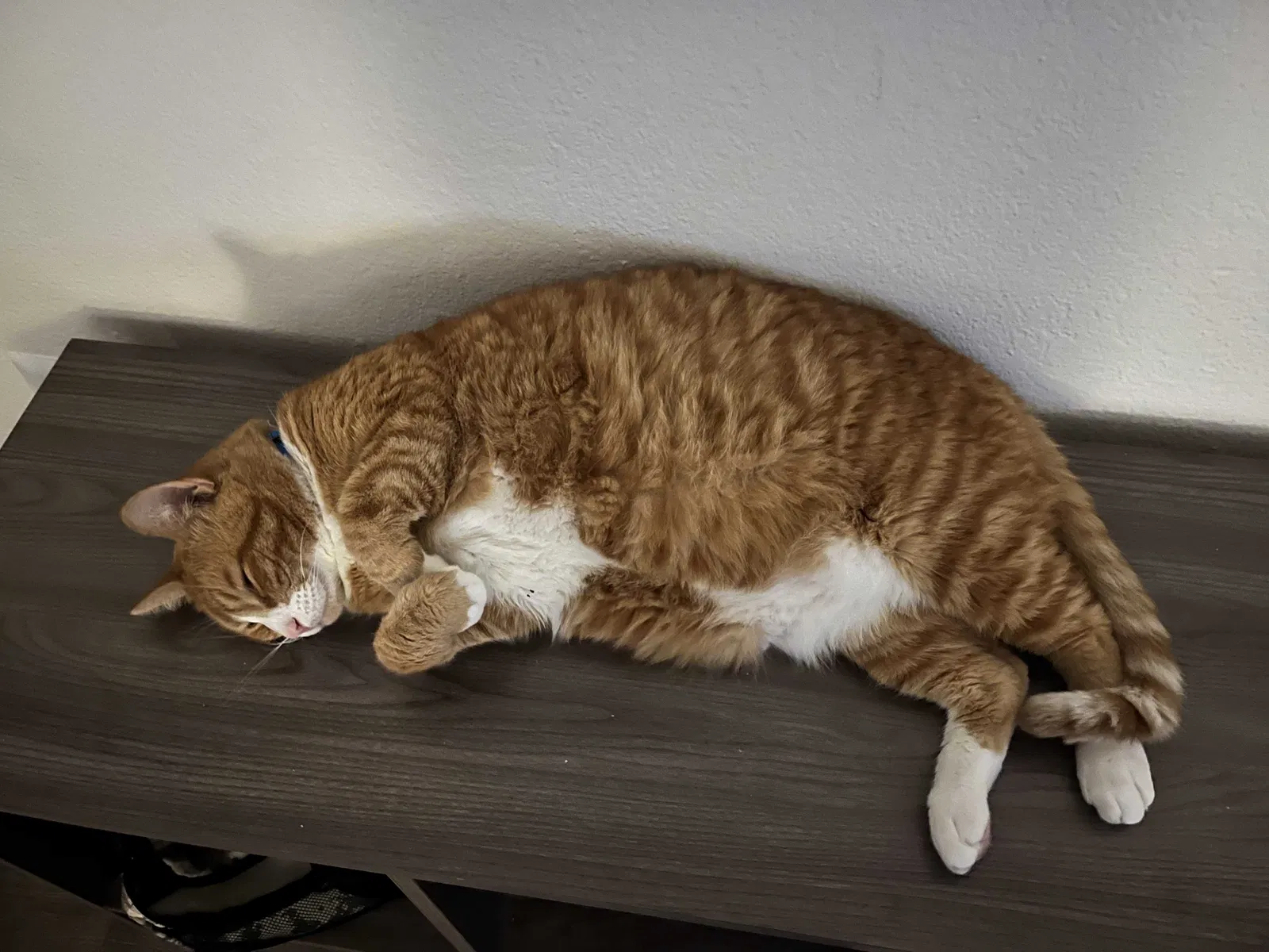 Lost cat in Denton, TX, 76205