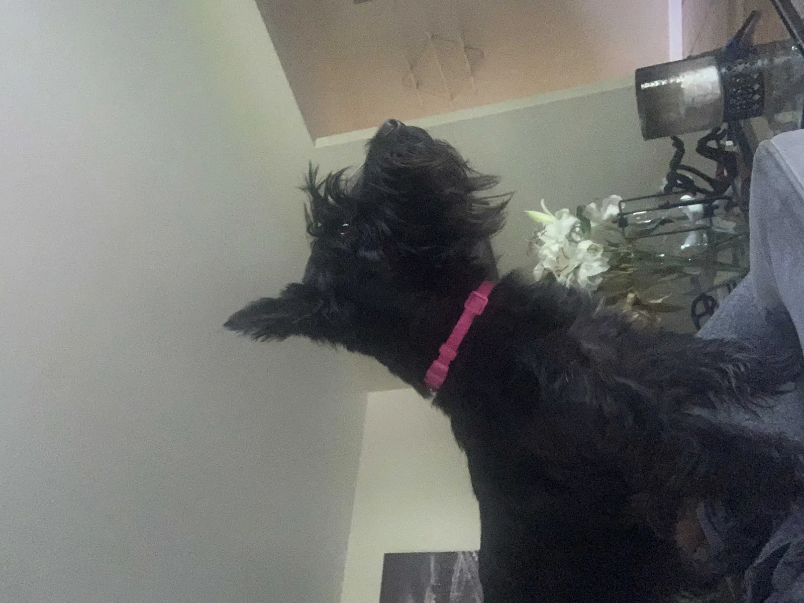 Lost dog in Saint Louis, MO, 63116