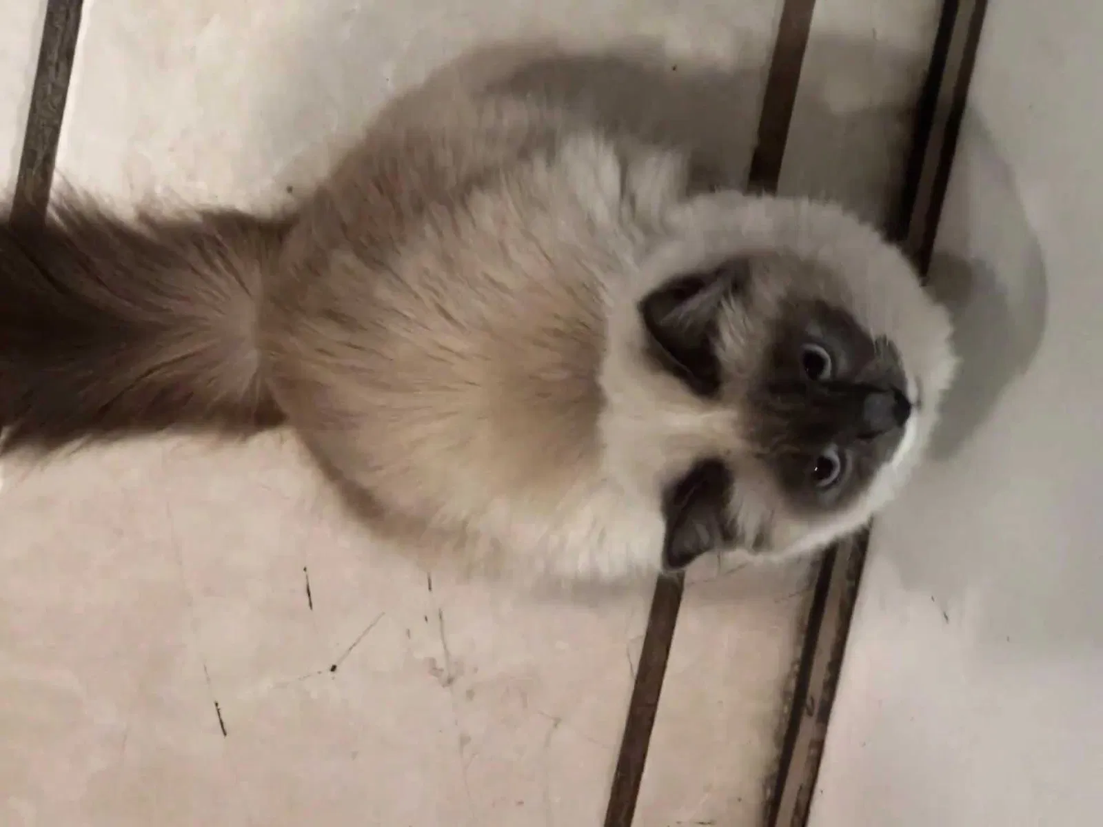 Lost cat in Ventura, CA, 93003