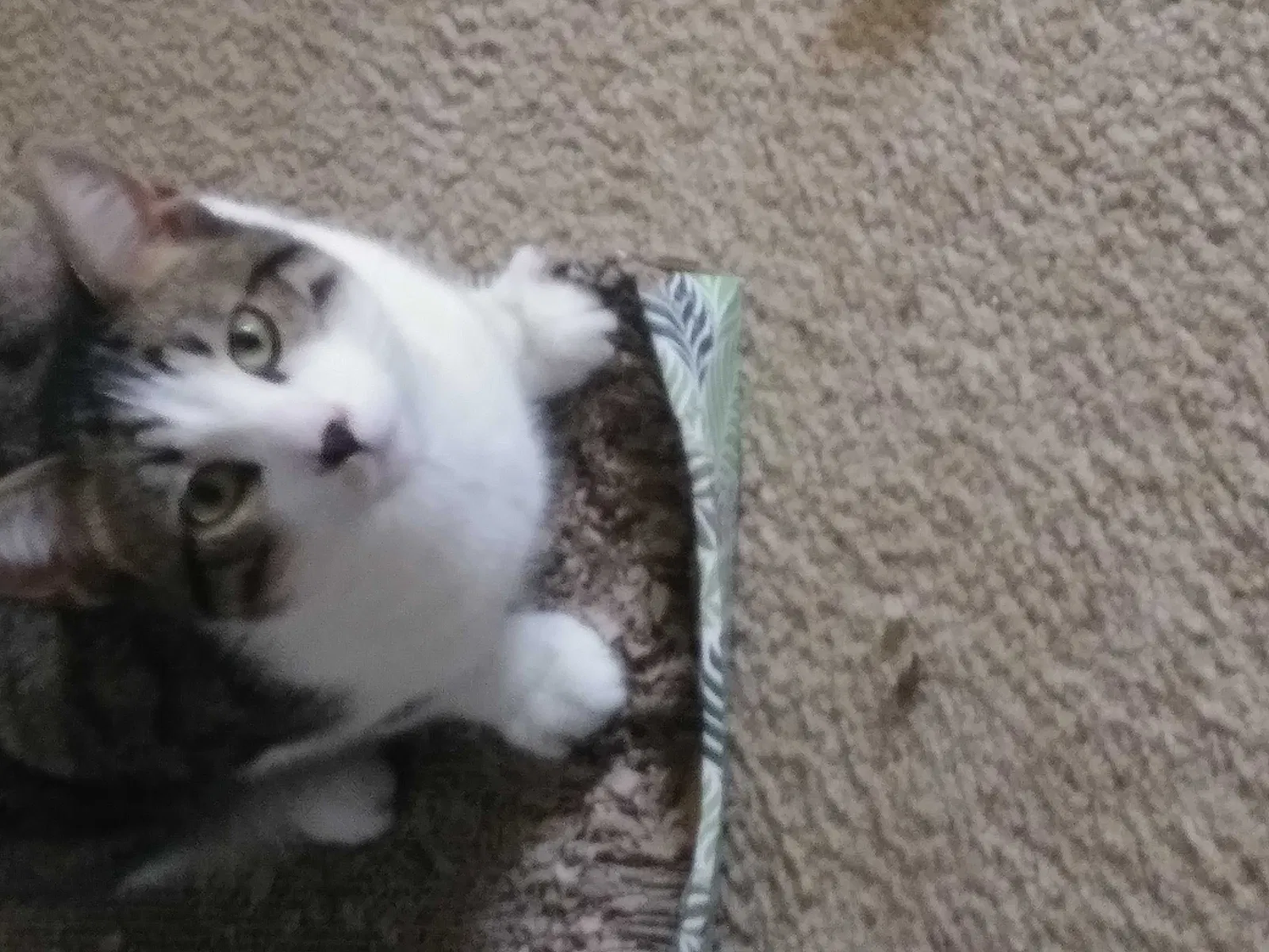 Lost cat in Buffalo, NY, 14227