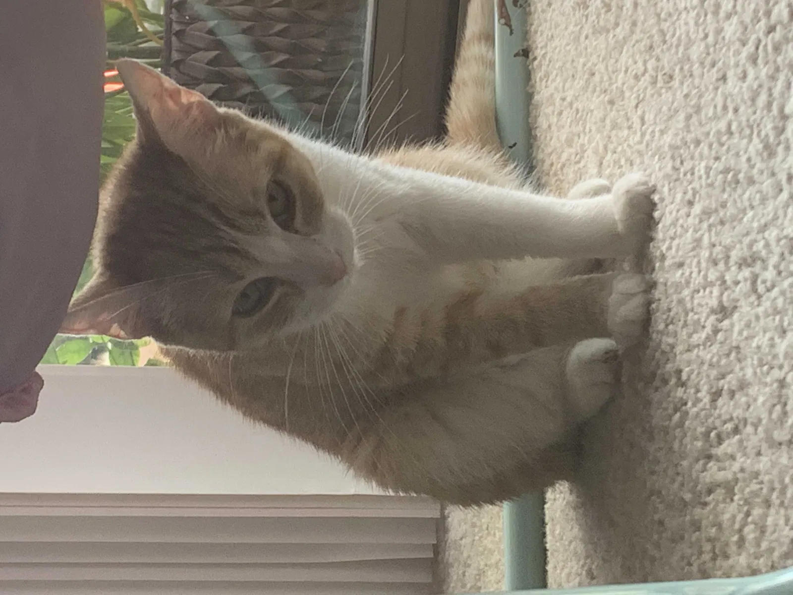 Lost cat in Vail, AZ, 85641