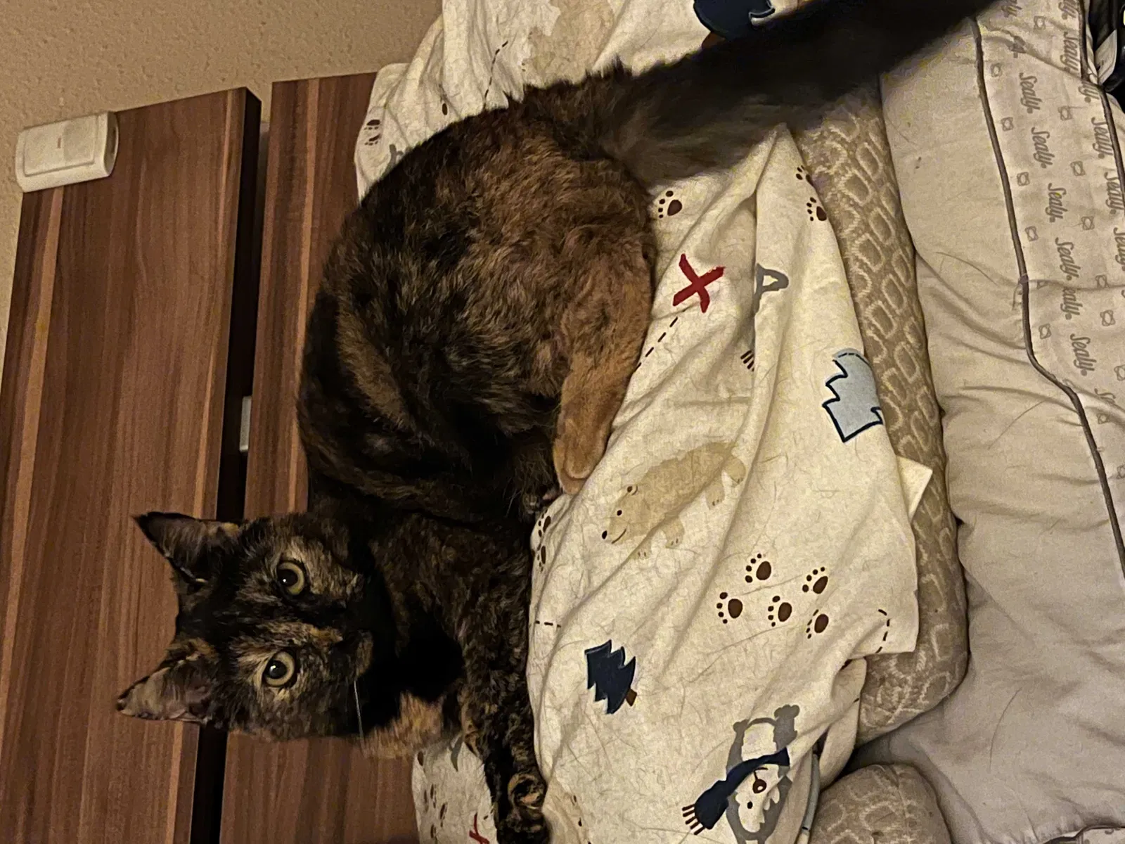 Lost cat in Los Angeles, CA, 90002